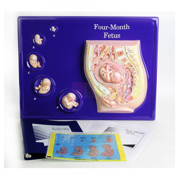 Foetus Model, Four Month